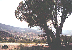 Parked under a large pinon pine.