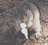 A tame squirrel at the lake.